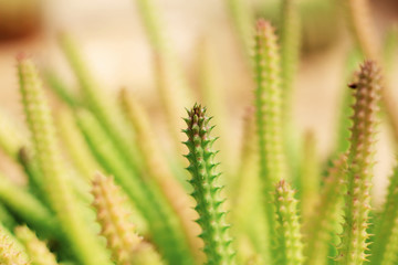 Cactus are growing of young.