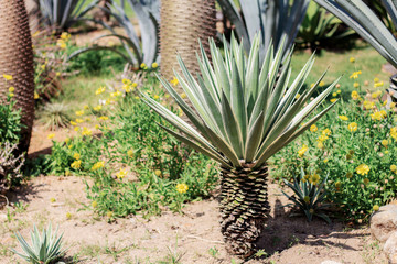 Cactus are growing on ground.