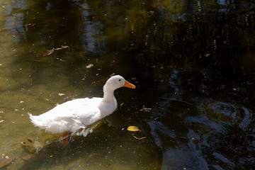 pato en estanque