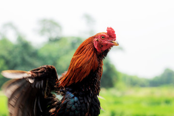 Chicken are wing in farm.
