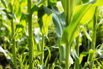 Corn tree with sunlight.