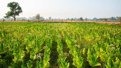 Fototapeta na wymiar Tobacco field agriculture background