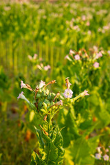 Tobacco field agriculture background