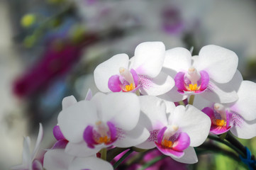 White orchid in bloom at Chiangmai flower festival 2019, Thailand