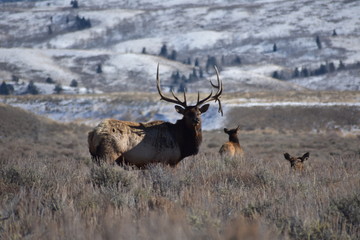 The Wilds of Wyoming