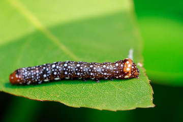 Image of brown caterpillar on green leaves. Insect. Animal.