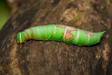 Image of green caterpillar on brown dry timber. Insect. Animal