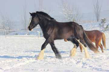 Plakat horse in snow
