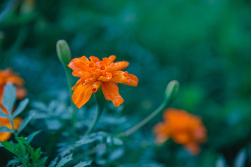 Background of orange marigolds flowers. Spring and summer theme.