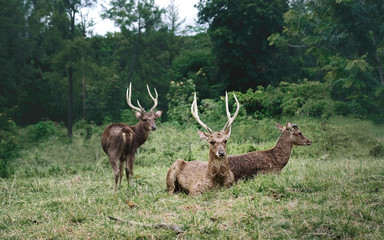 Stag buck lying on the grass looking at camera in alertness