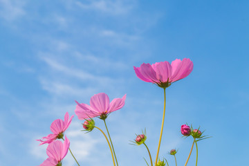 Beautiful purple cosmos flower in garden