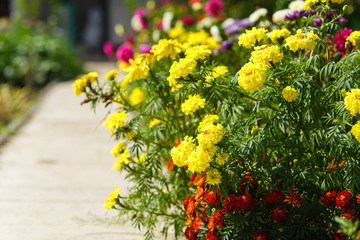 Path in spring park surrounded by multicolor flowers. Background of yellow marigolds. Spring and summer theme