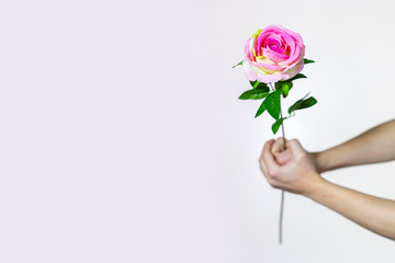 A hand is holding a rose flower on a gray background. Congratulations on the International Women's Day on March 8.