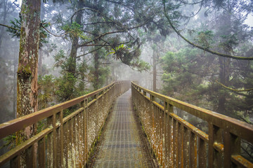 The sky walk is 22.6m above the forest floor and offers a birds-eye view of the various fauna and flora in the forest of Xitou nature education area, Taiwan.