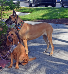 Two canine friends meeting in the park