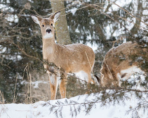 Naklejka na ściany i meble White-Tailed Deers during Snowstorm in Jester Park, Iowa, USA