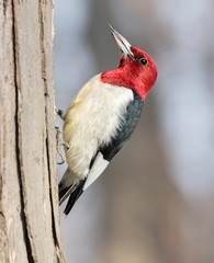 Red-headed woodpecker (Melanerpes erythrocephalus) looking for acorns among fallen oak leaves, Iowa, USA.