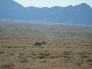 Kulan in the steppe. National park.