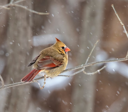 Female Nothern Cardinal Perched On Tree Branch During Snow Storm