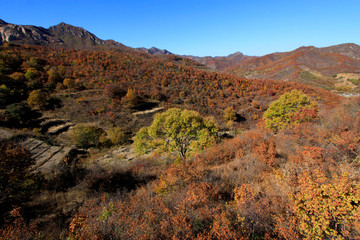 Mountain vegetation