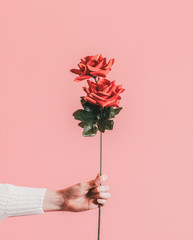 Giving a rose for Valentines day - obrazy, fototapety, plakaty