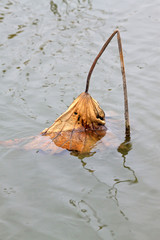 Dry lotus leaf on the water