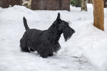 black dog on white snow on Christmas day
