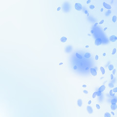 Dark blue flower petals falling down. Gorgeous rom