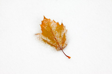 Leaves on the snow