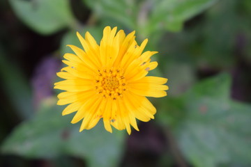 Flor silvestre