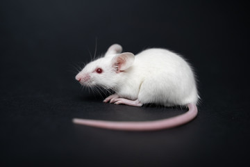 Fototapeta na wymiar funny rat isolated on black background
