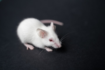 funny rat isolated on black background
