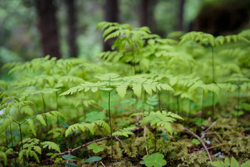 Fern in the woods micro