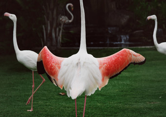 Fototapeta premium Flaming rozpościerający skrzydła