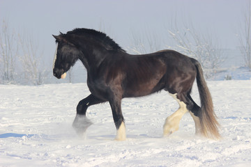 a huge beautiful black stallion of the Shire breed, a horse a heavy truck runs through the snow at a trot