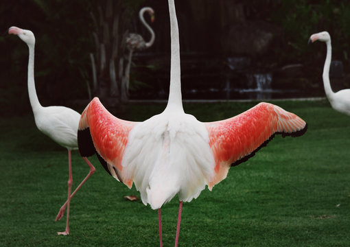 Fototapeta Flamingo spreading its wings