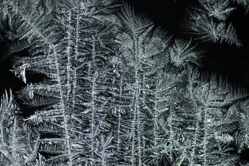 Backlit Icicles