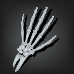 A skeleton hand in realistic style, vector illustration