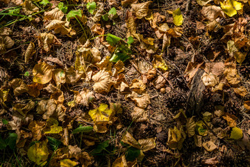 Background of the land with fallen leaves
