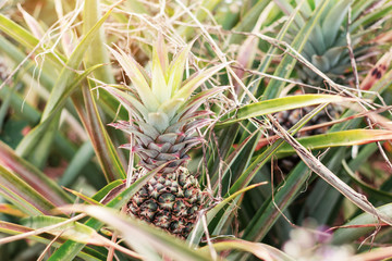 Obraz premium Pineapple on tree with sunlight.