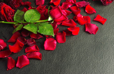 Red rose and petals of red roses on dark