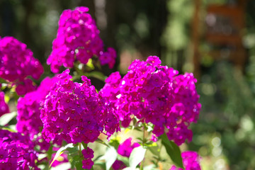 Beautiful bright purple flowers Phlox in the city Park