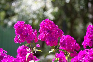 Beautiful bright purple flowers Phlox in the city Park
