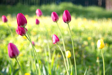 Fototapeta na wymiar Beautiful yellow and red tulips in the rural Park