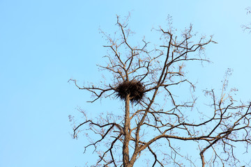 nest in the trees