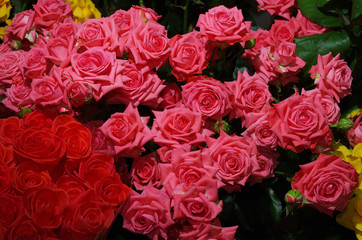 Pink roses fill the entire frame.