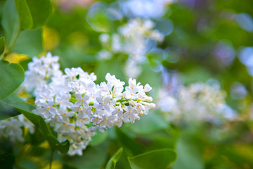 Fototapeta premium Beautiful lushwhite bunches of lilac in a rural Park