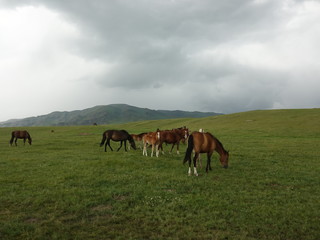 Fototapeta na wymiar Horses, cows on a pasture in the mountains of Kazakhstan.