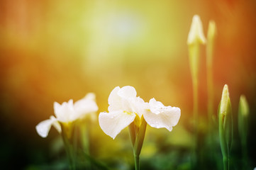 white blooming irises close up in summer garden. Floral composition with empty space, in soft sunny light