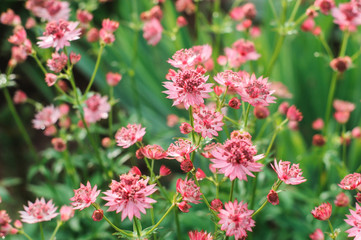 close up of blooming astrantia major in summer garden. Beautiful perennial for herbaceous border.